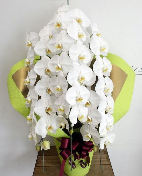 《PC_0001 胡蝶蘭》【特選】大輪 白 3本立て