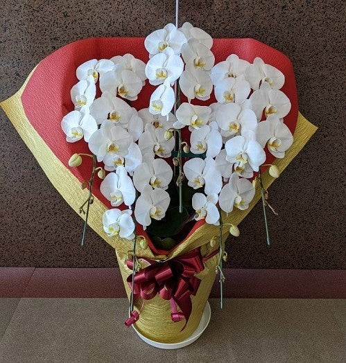 《PC_0008 胡蝶蘭》大輪 白 5本立て