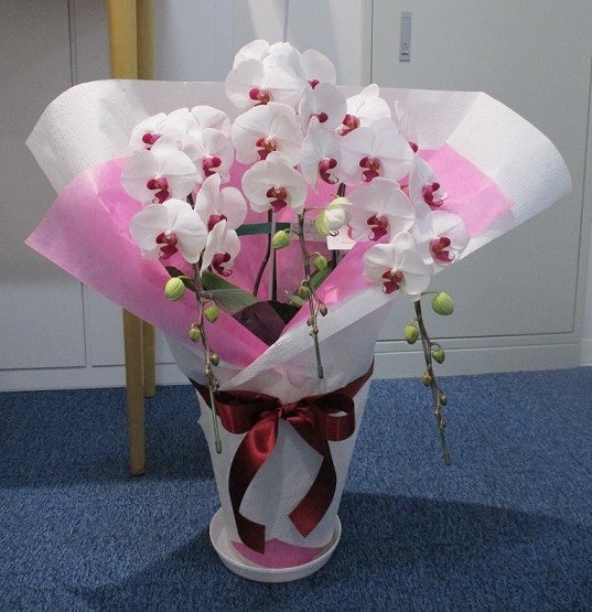 《PC_0017 胡蝶蘭》中輪 白・ピンク 3本立て