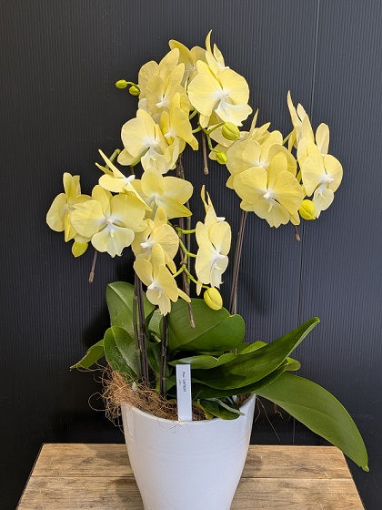 《PC_0019 胡蝶蘭》中輪 キイロ(レモン) 3本立て