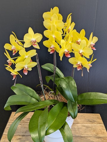 《PC_0020 胡蝶蘭》中輪 キイロ(ナオミゴールド) 3本立て