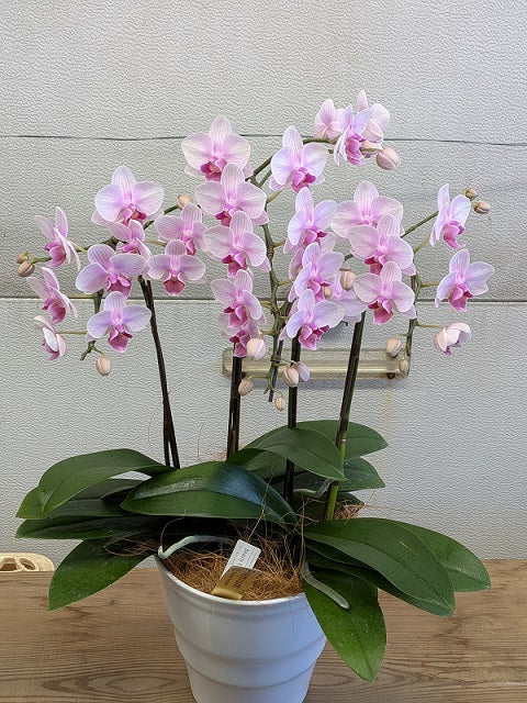 《PC_0023 胡蝶蘭》ミディ ピンク(ランラン) 3本立て