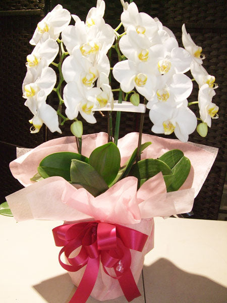 《PC_0026 胡蝶蘭》中輪 白 3本立て