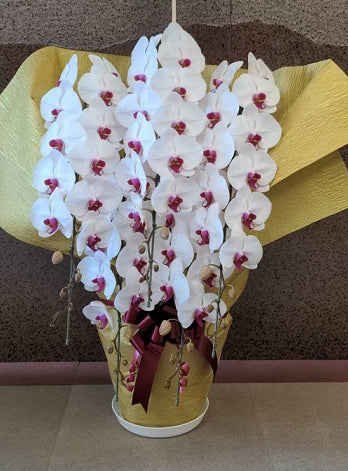 《PC_0029 胡蝶蘭》【特選】大輪 白・ピンク 5本立て