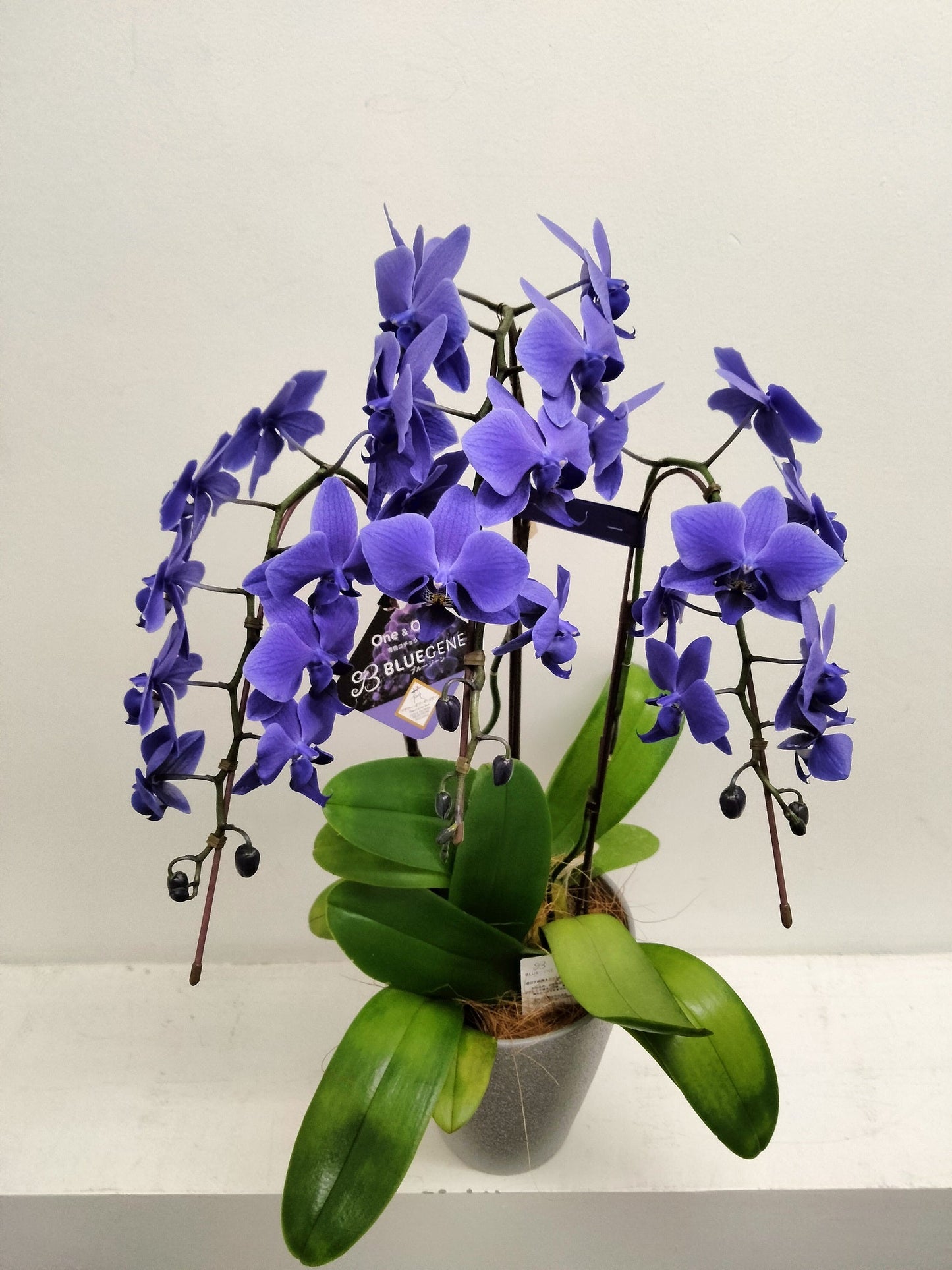《PC_0030 胡蝶蘭》世界で初の青色コチョウラン(ブルージーン) 3本立て
