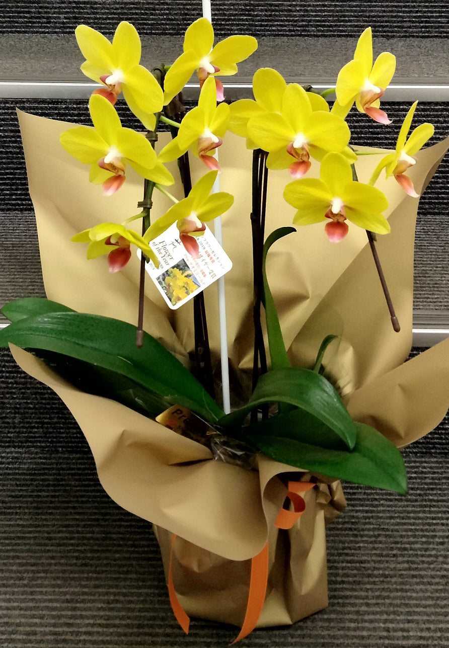 《PC_0033 胡蝶蘭》ミディ キイロ 2本立て