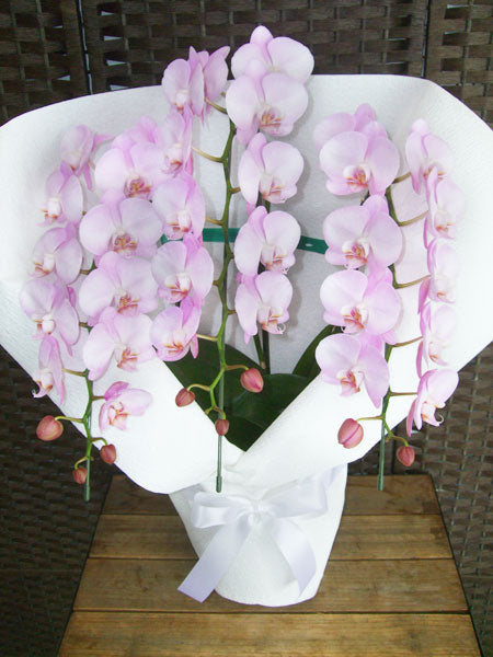 《PC_0035 胡蝶蘭》葬儀・お供え向け