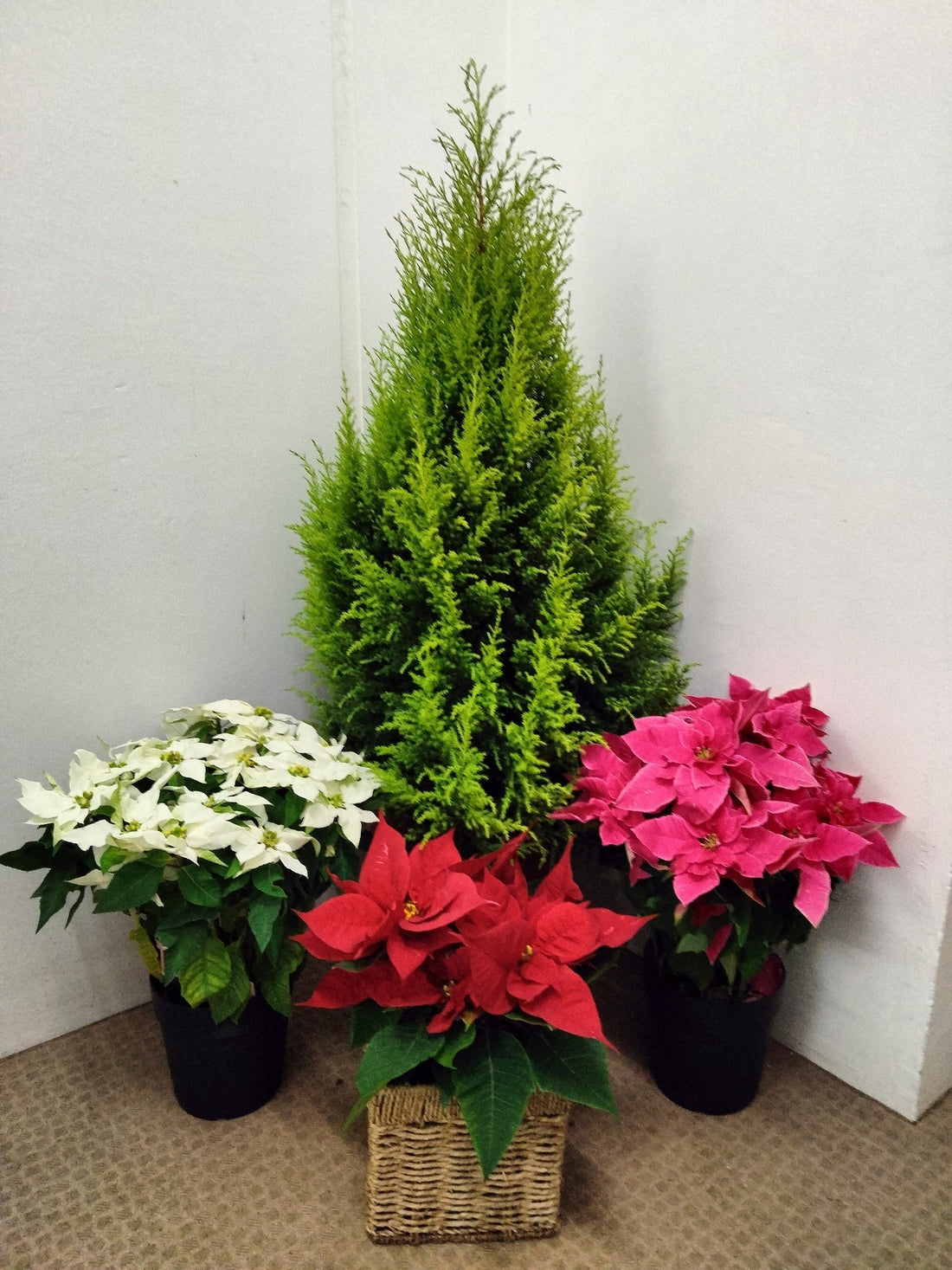 花マルシェ中央卸売市場店（さっぽろ朝市）で季節の花セール開催中！！