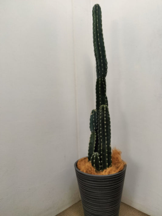 《FO_0037 観葉植物》柱サボテン