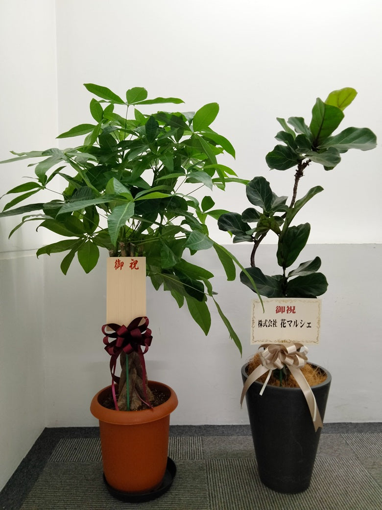 ラッピンング不要のイメージ画像