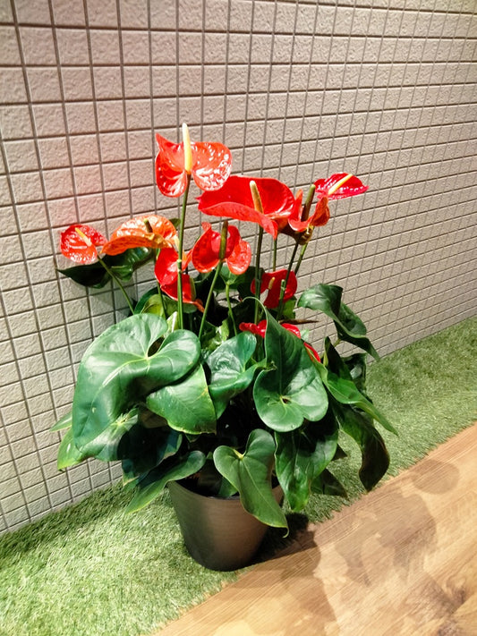 《FO_0038観葉植物》アンスリウム