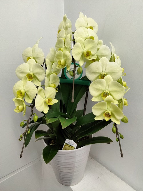 《PC_0037 胡蝶蘭》大輪 ライトグリーン3本立て