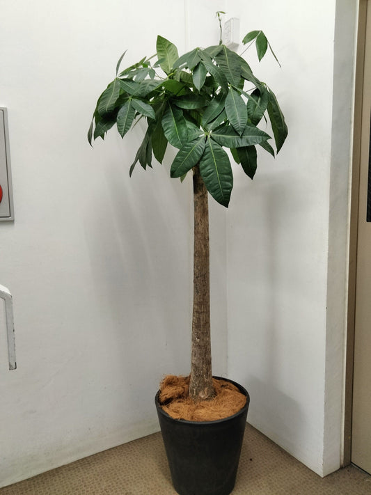 《FO_0001 観葉植物》パキラ（朴）