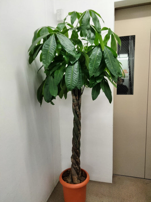 《FO_0002 観葉植物》パキラ （ネジリ）