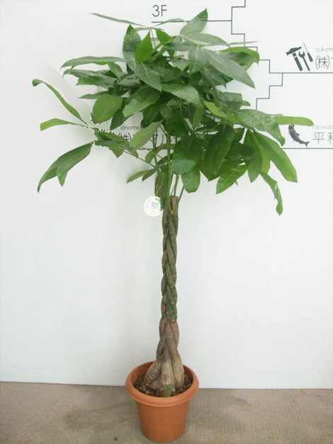 《FO_0003 観葉植物》パキラ （ネジリ）