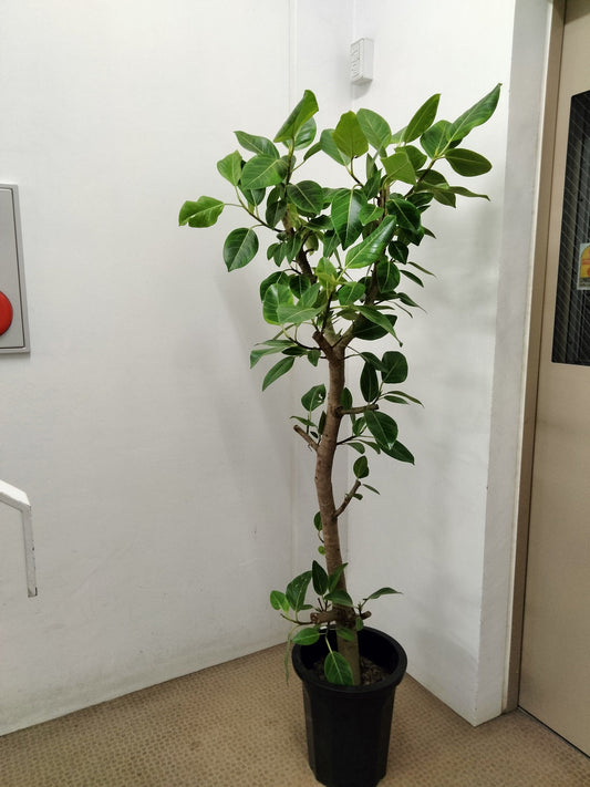 《FO_0004 観葉植物》フィカスベンガレンシス