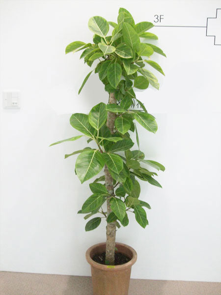 《FO_0005 観葉植物》フィカスアルテシマ