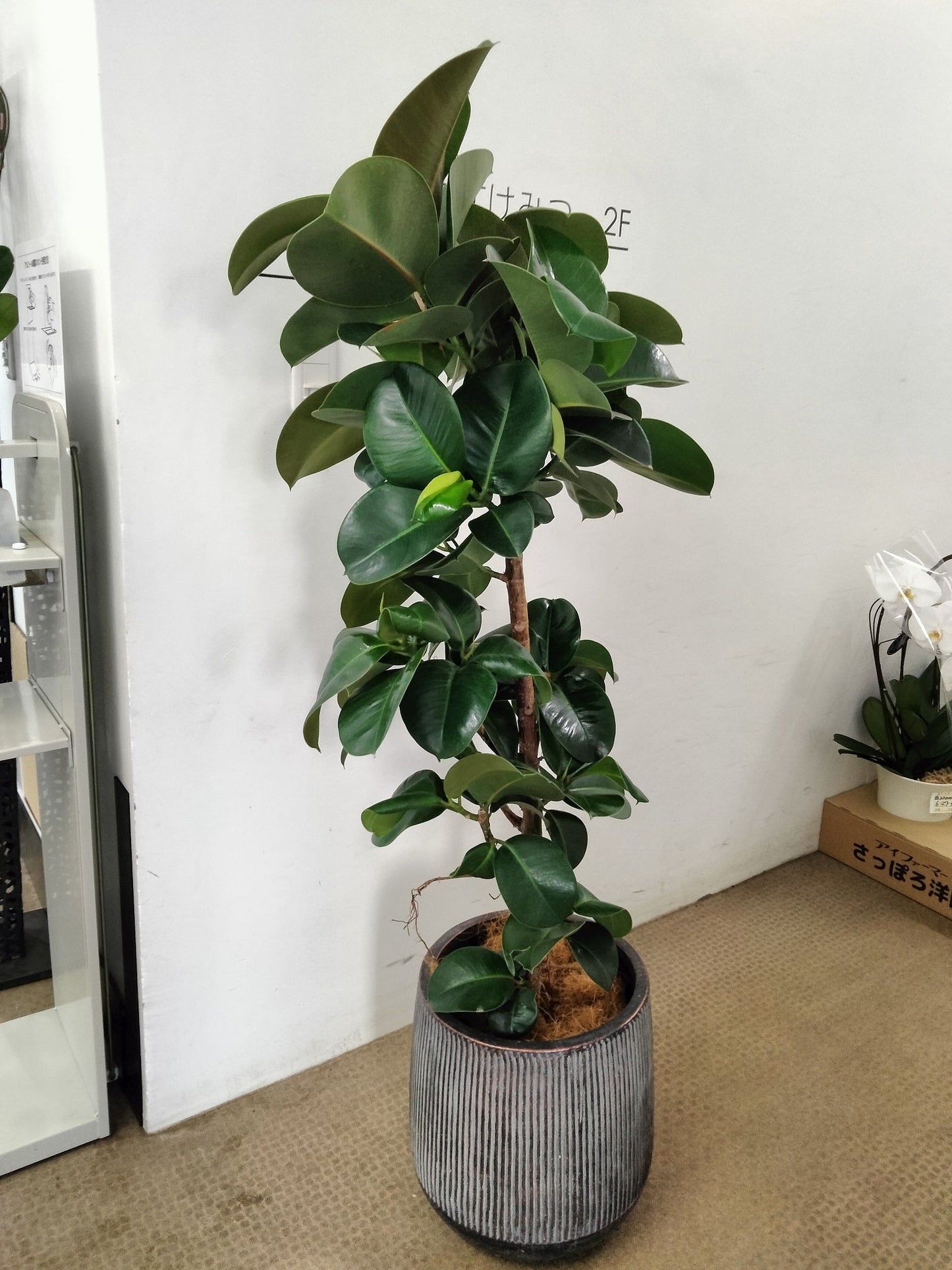 《FO_0006 観葉植物》フィカスバーガンデー