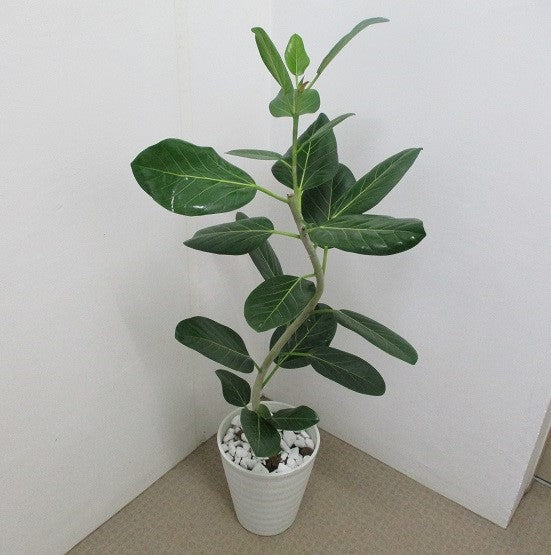 《FO_0007 観葉植物》フィカスベンガレンシス オードリー