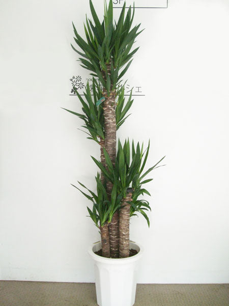 《FO_0008 観葉植物》ユッカ 青年の樹