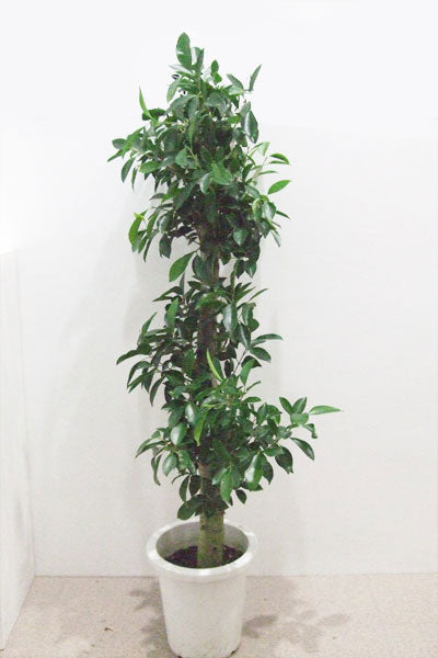 《FO_0009 観葉植物》ガジュマル