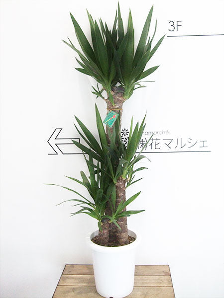 《FO_0010 観葉植物》フィカス ウンベラータ