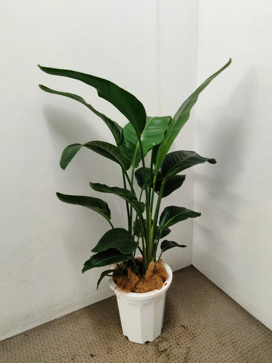 《FO_0011 観葉植物》ストレリチアオーガスター