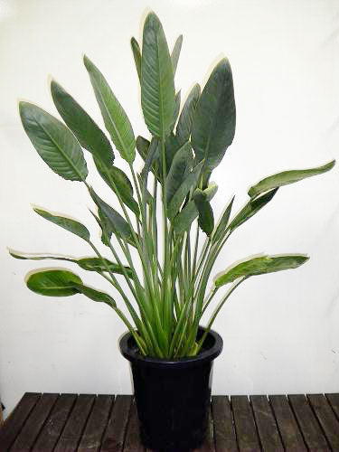 《FO_0012 観葉植物》ストレリチアレギネ