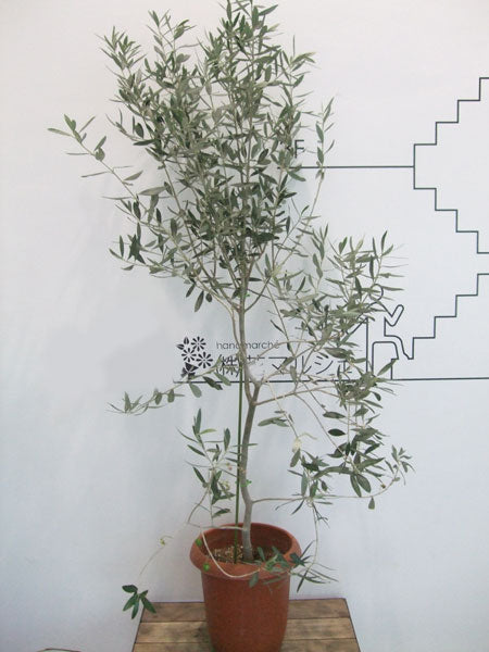 《FO_0013 観葉植物》オリーブ