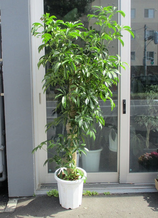 《FO_0014 観葉植物》シェフレラ（自然形）