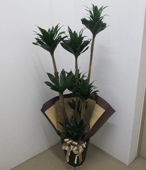 《FO_0016 観葉植物》ドラセナコンパクター