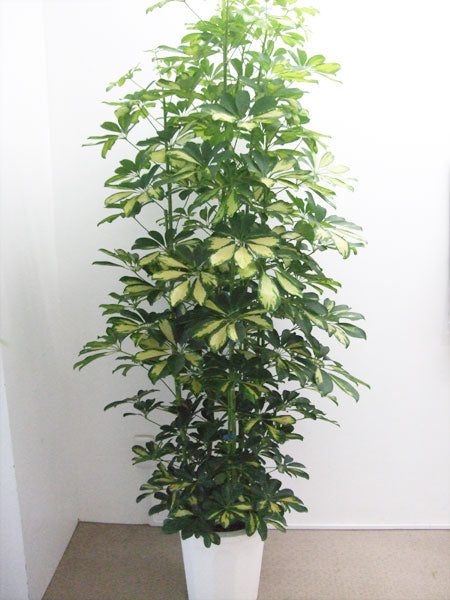 《FO_0018 観葉植物》シェフレラ 斑入り