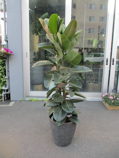 《FO_0020 観葉植物》フィカスロブスター