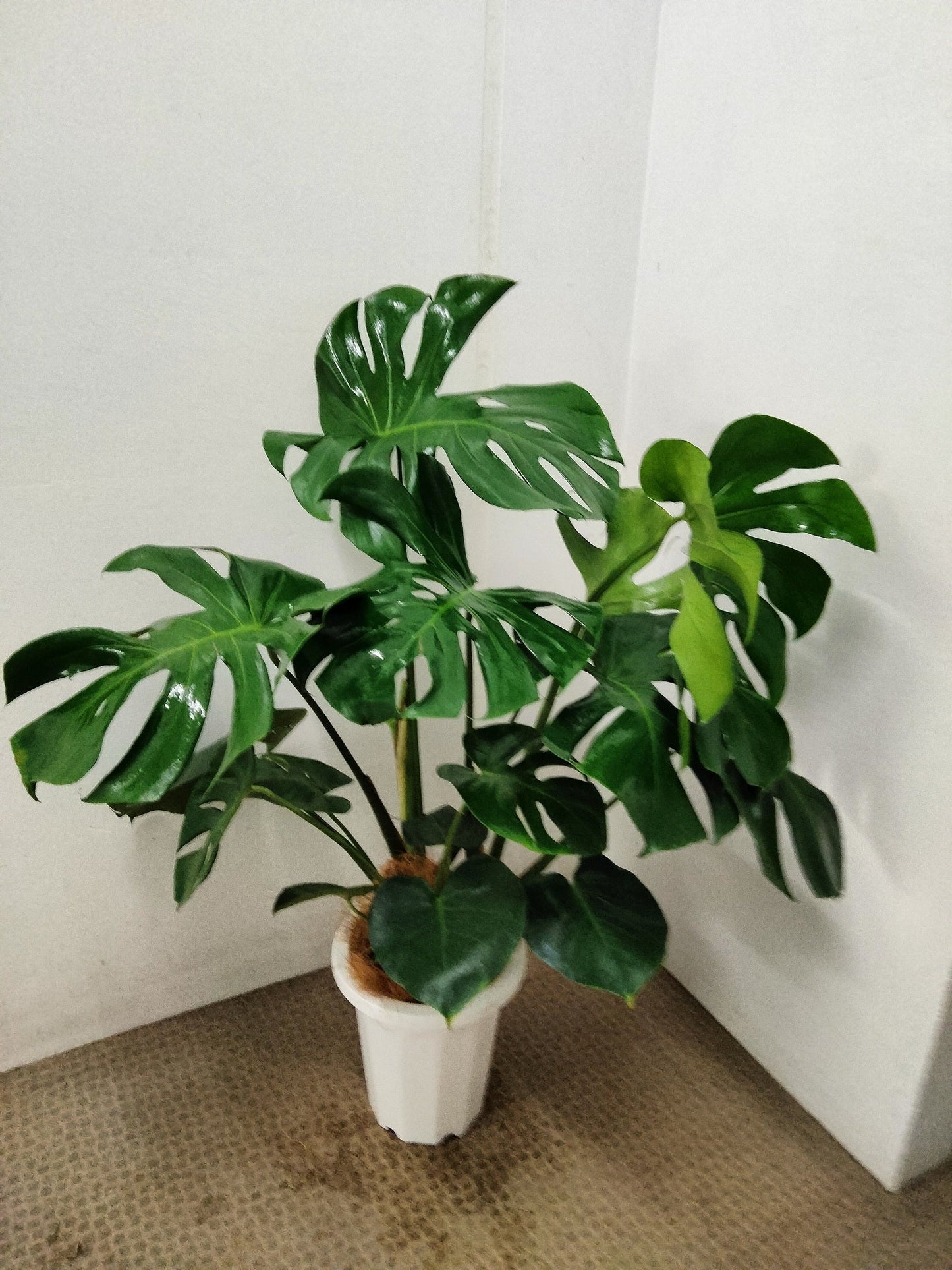 《FO_0021 観葉植物》モンステラ