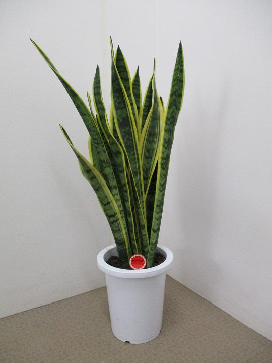 《FO_0022 観葉植物》サンスベリア