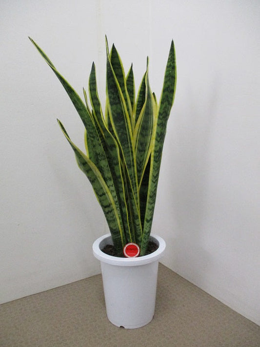 《FO_0022 観葉植物》サンスベリア