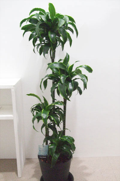 《FO_0023 観葉植物》ドラセナドラド