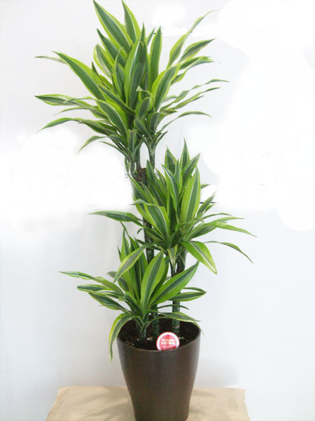 《FO_0024 観葉植物》ドラセナレモンライム