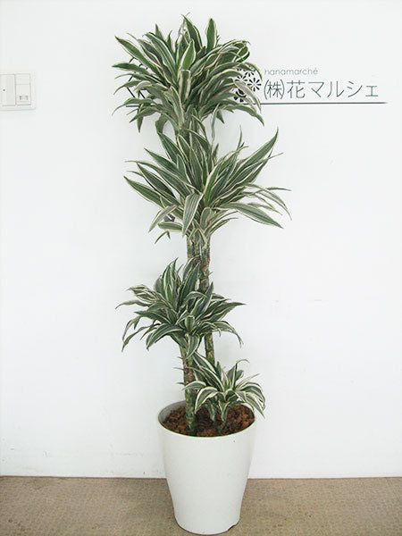 《FO_0025 観葉植物》ドラセナジェイジェル