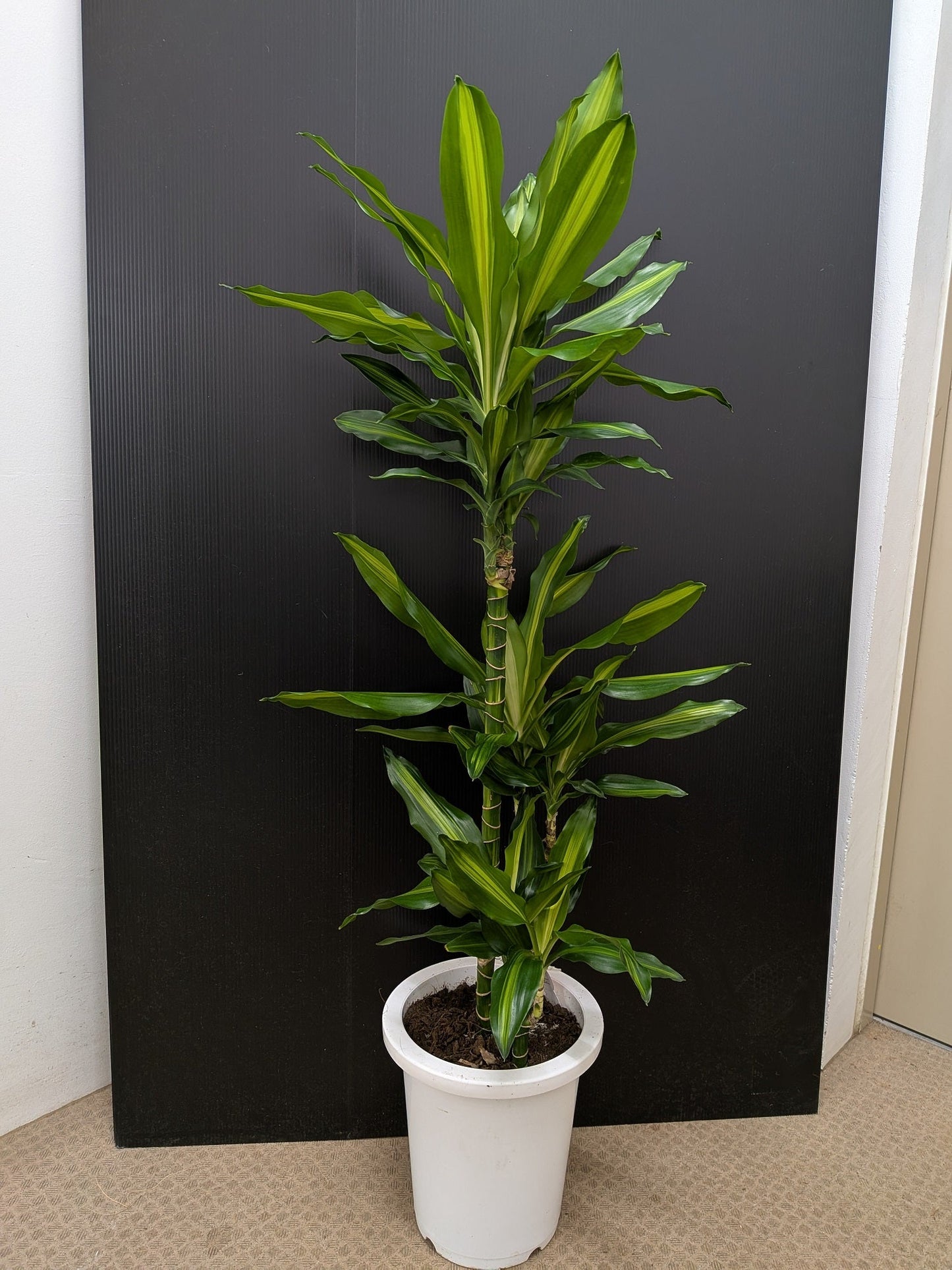 《FO_0026 観葉植物》ドラセナジェレ