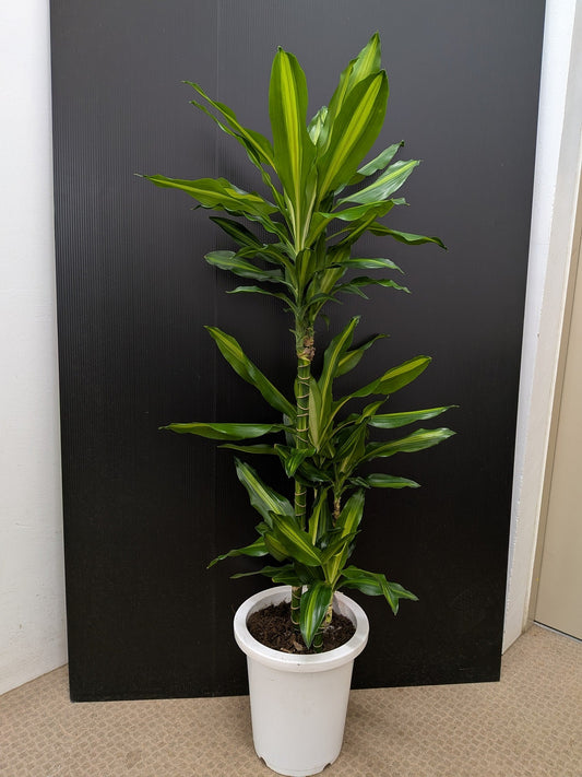 《FO_0026 観葉植物》ドラセナジェレ