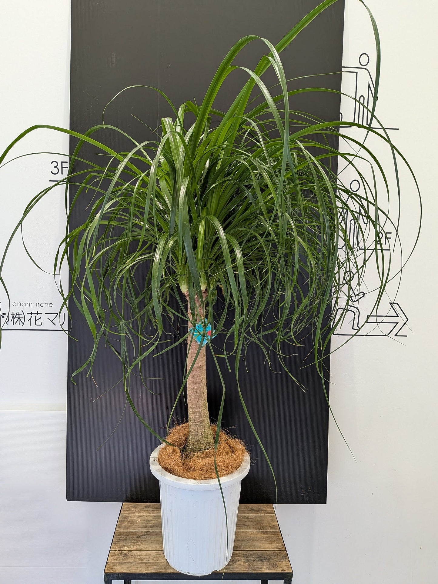 《FO_0027 観葉植物》ポニーテール