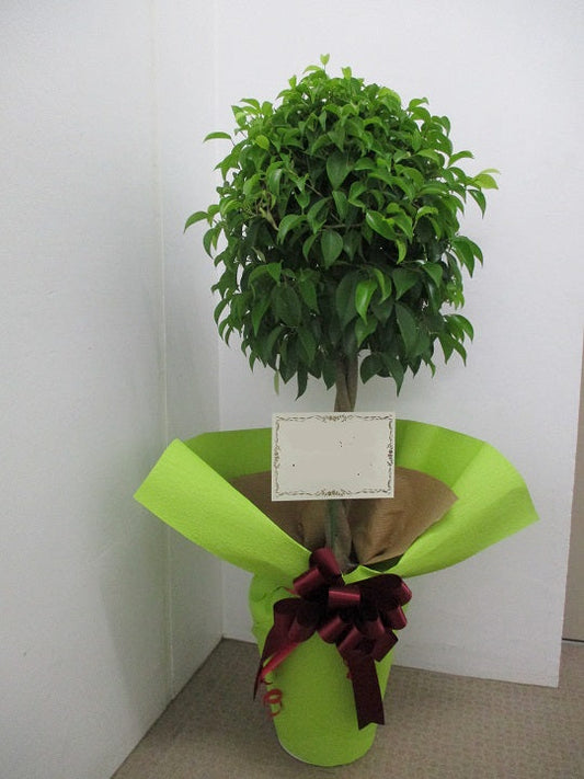 《FO_0028 観葉植物》ベンジャミン