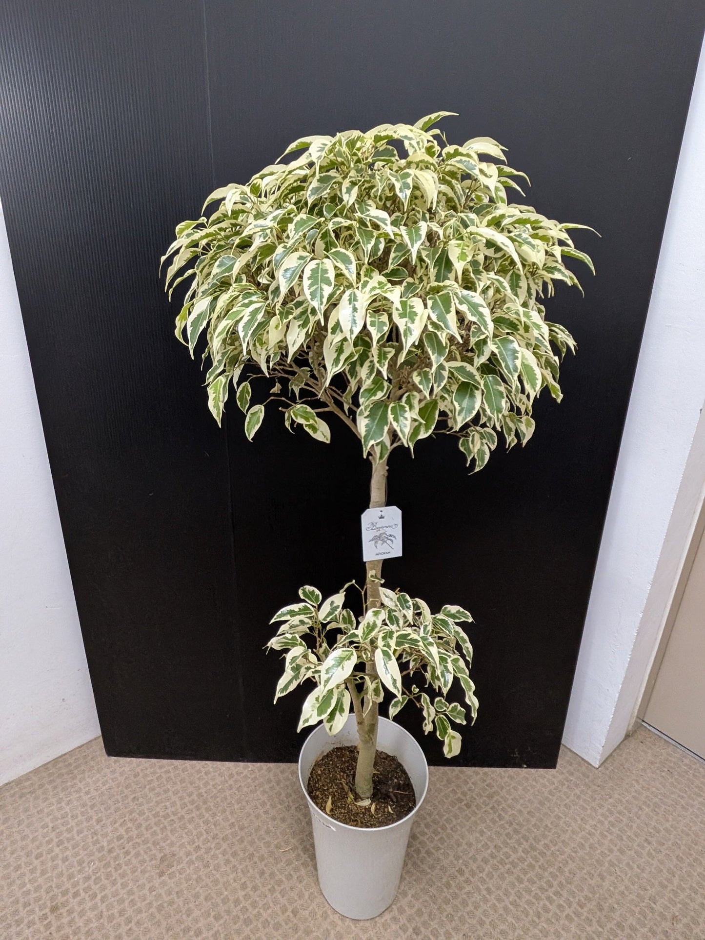 《FO_0029 観葉植物》ベンジャミンスターライト