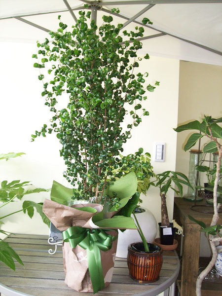 《FO_0030 観葉植物》ベンジャミンバロック