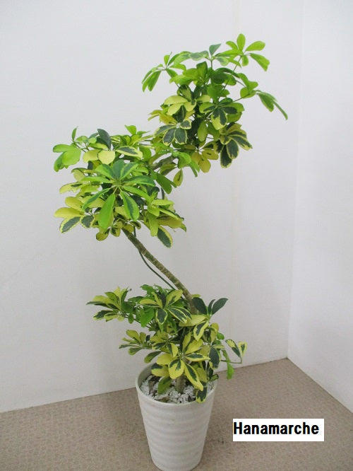 《FO_0031 観葉植物》シェフレラ  ハッピーイエロー