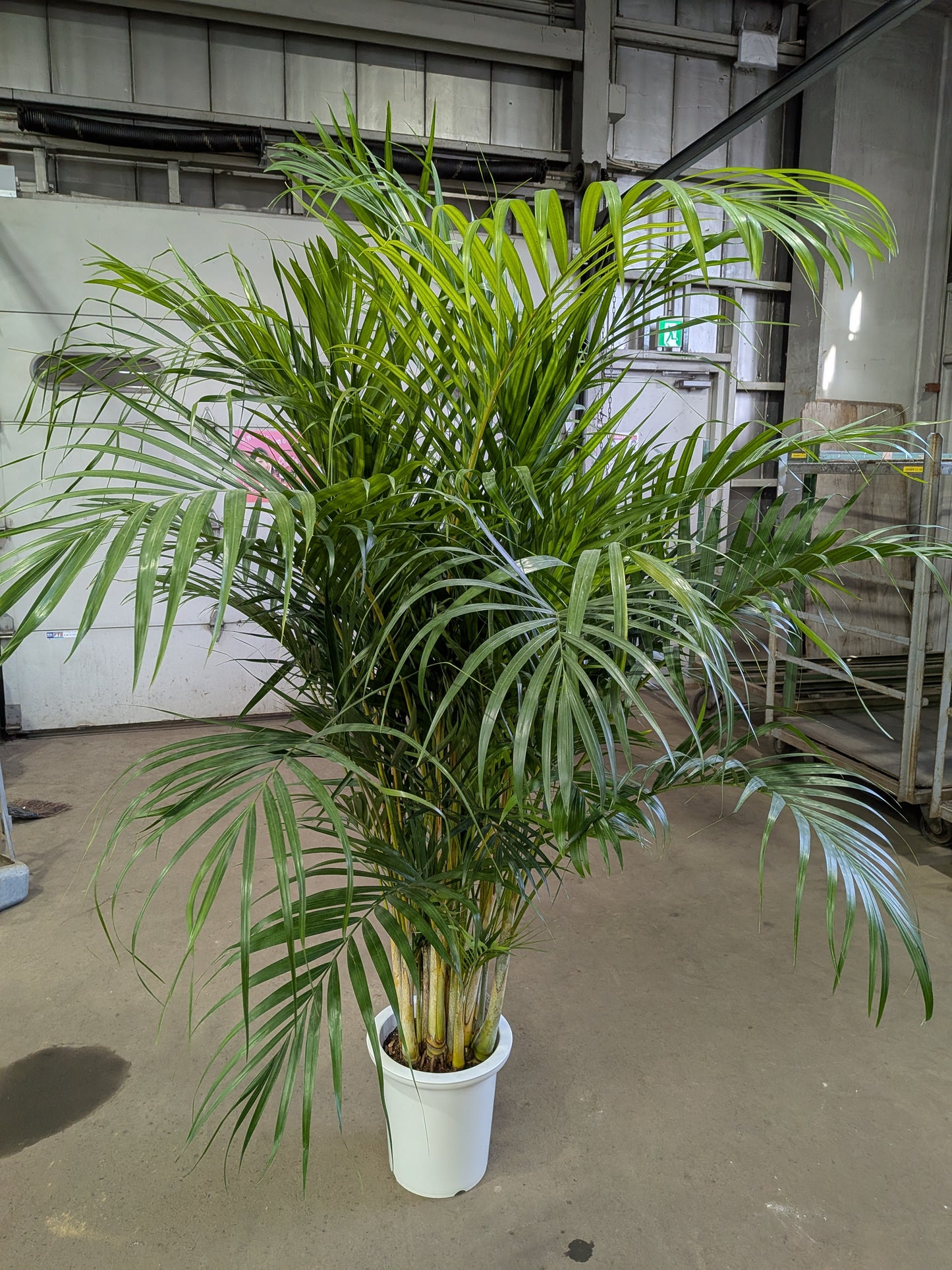 《FO_0033 観葉植物》アレカヤシ