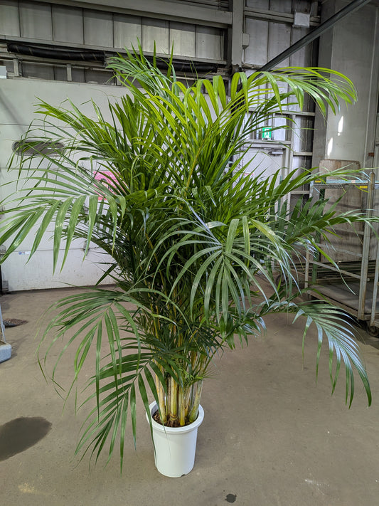 《FO_0033 観葉植物》アレカヤシ