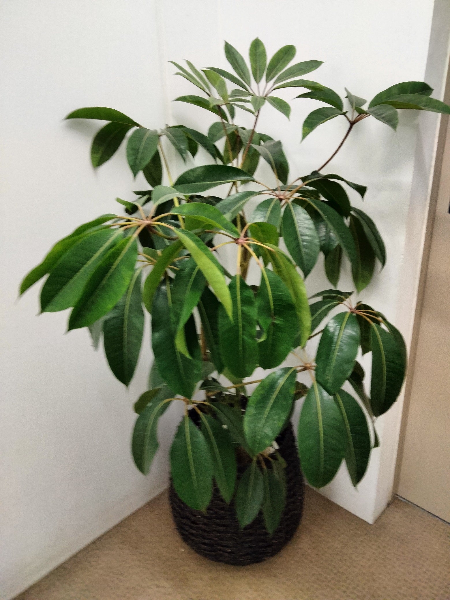 札幌の花屋さん花マルシェ】観葉植物fo_0035 – 札幌のお花屋さん～花