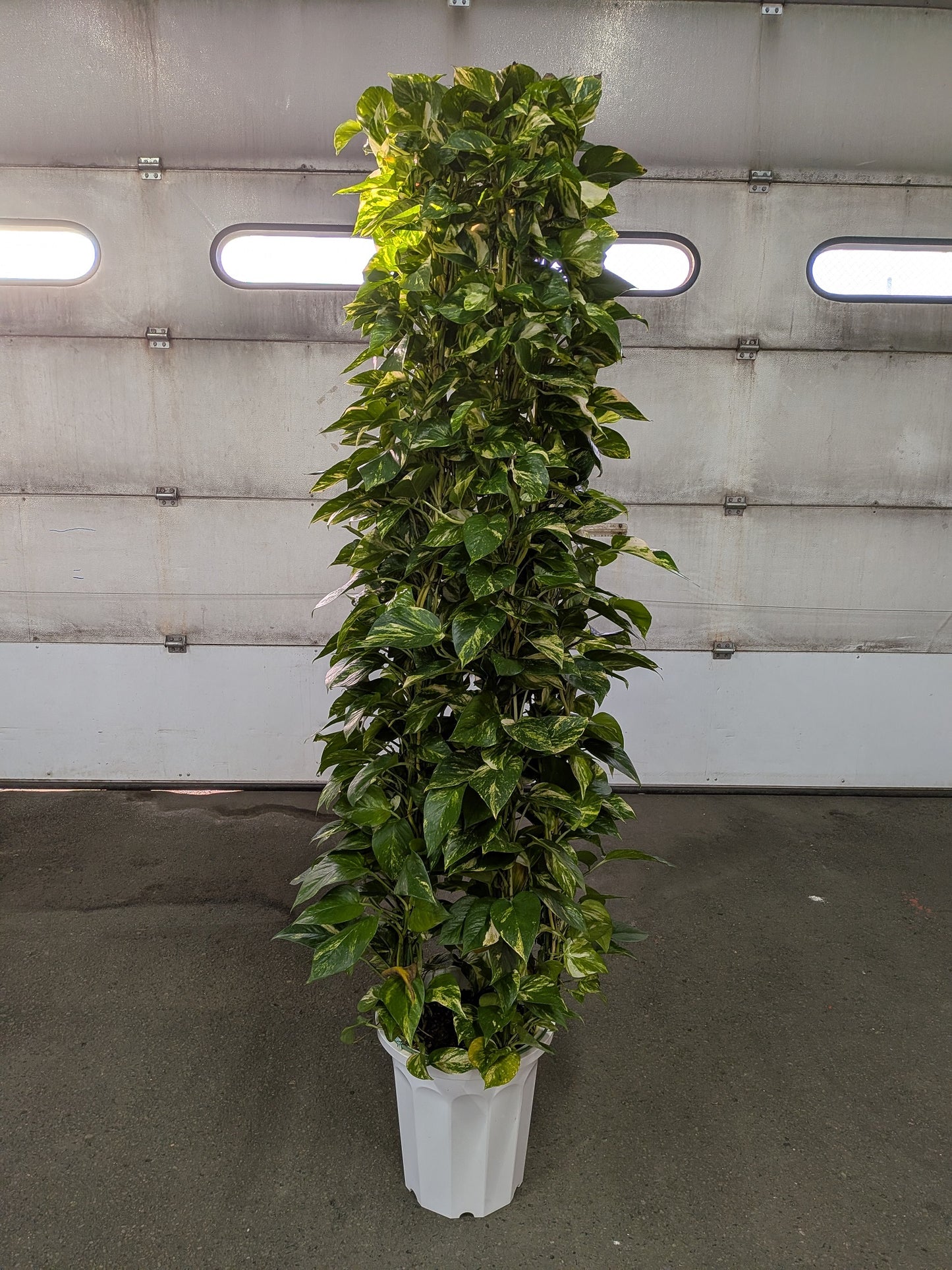 《FO_0034 観葉植物》柱サボテン